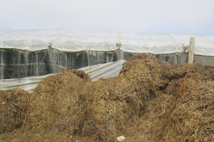 Abandano-de-restos-vegetales-cultivo-750-25