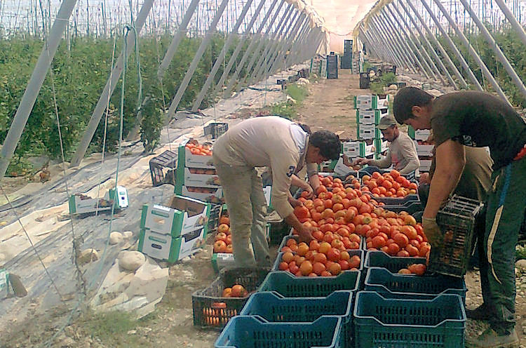 tomate-marruecos-invernadero-750-25