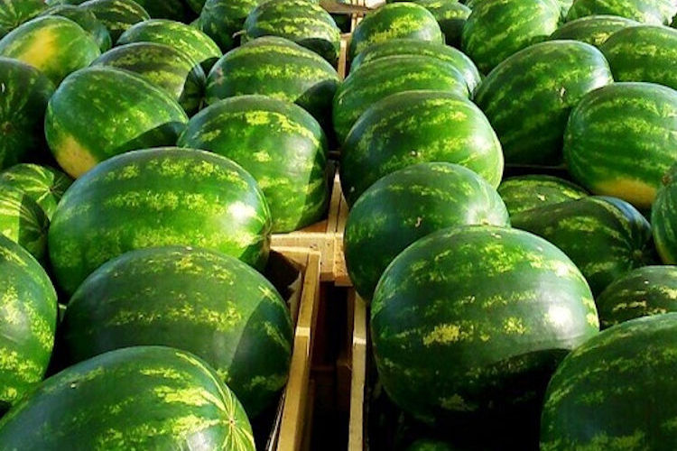 sandia-importacion-marruecos-750-25