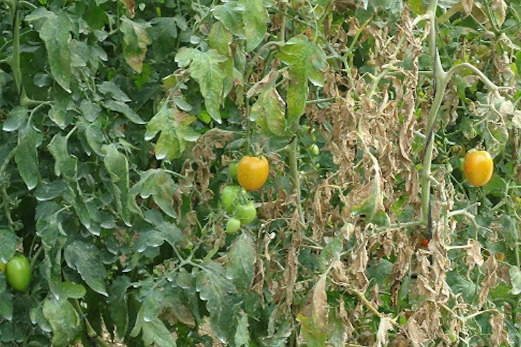 vasates-tomate-junta-and-750-25